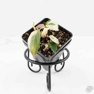Philodendron Micans Albo/Pink Variegated (wk29-A)