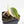 Philodendron Micans Albo/Pink Variegated (wk29-A)