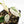Philodendron Micans Albo/Pink Variegated (wk29-A)