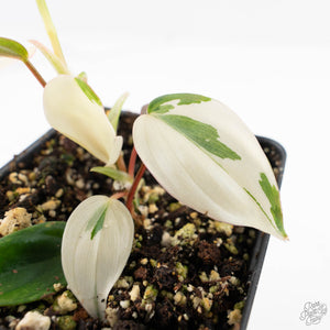 Philodendron Micans Albo/Pink Variegated (wk29-A)