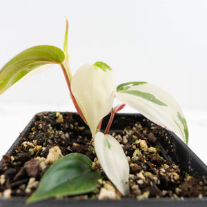 Philodendron Micans Albo/Pink Variegated (wk29-A)