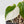 Philodendron Micans Albo/Pink Variegated (wk40-L18)