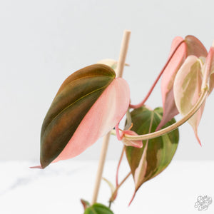 Philodendron Micans Albo/Pink Variegated (wk40-L18)