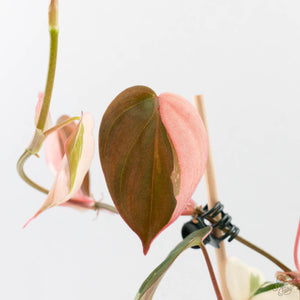 Philodendron Micans Albo/Pink Variegated (wk40-L18)