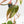 Philodendron Micans Albo/Pink Variegated (wk40-L18)