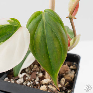Philodendron Micans Albo/Pink Variegated (wk40-L18)