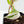 Philodendron Micans Albo/Pink Variegated (wk36-L240)