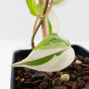 Philodendron Micans Albo/Pink Variegated (wk36-L240)