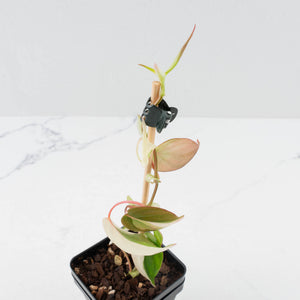 Philodendron Micans Albo/Pink Variegated (wk36-L240)