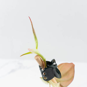 Philodendron Micans Albo/Pink Variegated (wk36-L240)