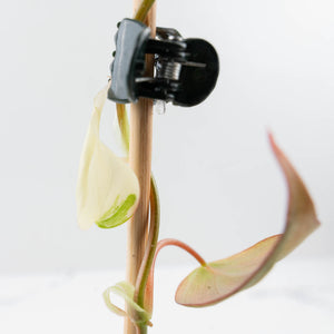 Philodendron Micans Albo/Pink Variegated (wk36-L240)