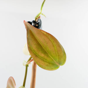 Philodendron Micans Albo/Pink Variegated (wk36-L240)