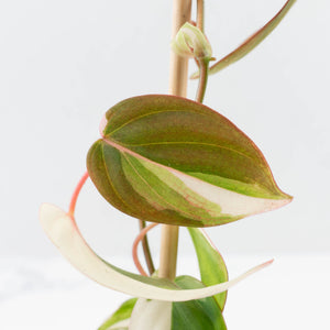 Philodendron Micans Albo/Pink Variegated (wk36-L240)