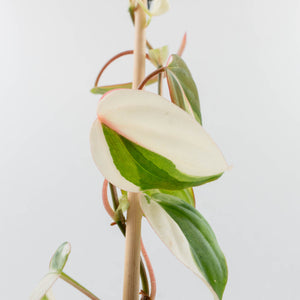 Philodendron Micans Albo/Pink Variegated (wk36-L240)