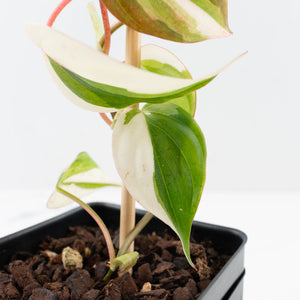 Philodendron Micans Albo/Pink Variegated (wk36-L240)