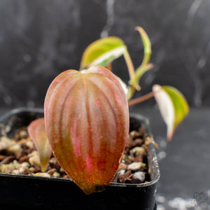 Philodendron Micans Albo/Pink Variegated (wk39-L306)