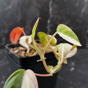 Philodendron Micans Albo/Pink Variegated (wk39-L306)