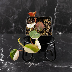 Philodendron Micans Albo/Pink Variegated (wk39-L306)