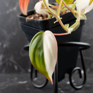 Philodendron Micans Albo/Pink Variegated (wk39-L306)