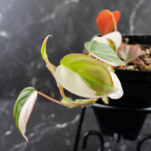 Philodendron Micans Albo/Pink Variegated (wk39-L306)