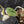 Philodendron Micans Albo/Pink Variegated (wk39-L306)