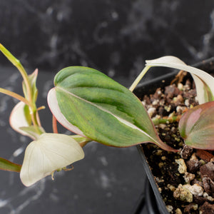 Philodendron Micans Albo/Pink Variegated (wk39-L306)
