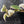 Philodendron Micans Albo/Pink Variegated (wk39-L306)
