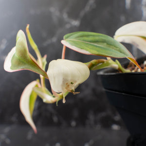 Philodendron Micans Albo/Pink Variegated (wk39-L306)