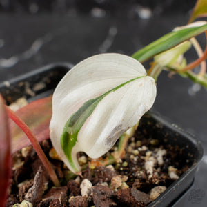 Philodendron Micans Albo/Pink Variegated (wk39-L306)