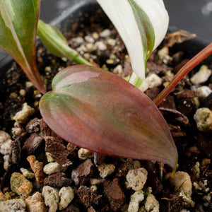 Philodendron Micans Albo/Pink Variegated (wk39-L306)