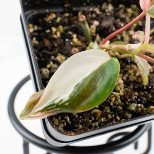 Philodendron Micans Albo/Pink Variegated (wk34-L47)