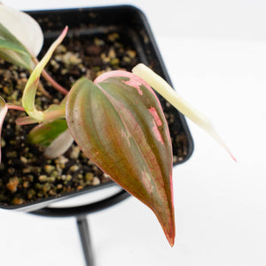Philodendron Micans Albo/Pink Variegated (wk34-L47)