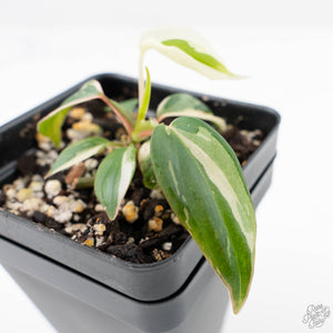 Philodendron Micans Albo/Pink Variegated (wk22-F)