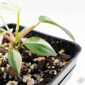 Philodendron Micans Albo/Pink Variegated (wk22-F)