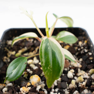 Philodendron Micans Albo/Pink Variegated (wk22-F)