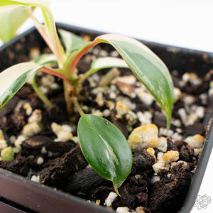 Philodendron Micans Albo/Pink Variegated (wk22-F)