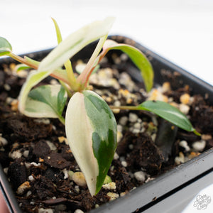 Philodendron Micans Albo/Pink Variegated (wk22-F)