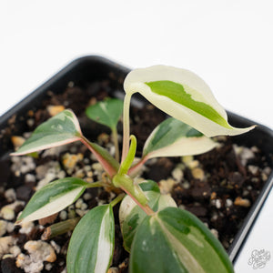 Philodendron Micans Albo/Pink Variegated (wk22-F)