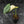 Philodendron Oxapapense Variegated (wk41-L341)