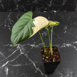 Philodendron Oxapapense Variegated (wk41-L341)