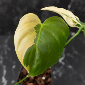 Philodendron Oxapapense Variegated (wk41-L341)