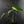 Philodendron Oxapapense Variegated (wk41-L341)