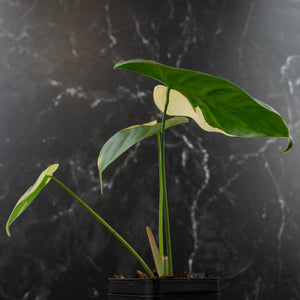 Philodendron Oxapapense Variegated (wk41-L341)