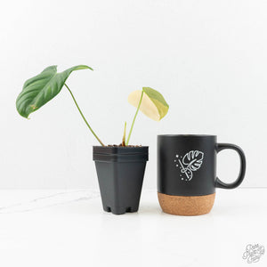 Philodendron Oxapapense Variegated aka "Philodendron sp. Tropicals" (wk18-A)