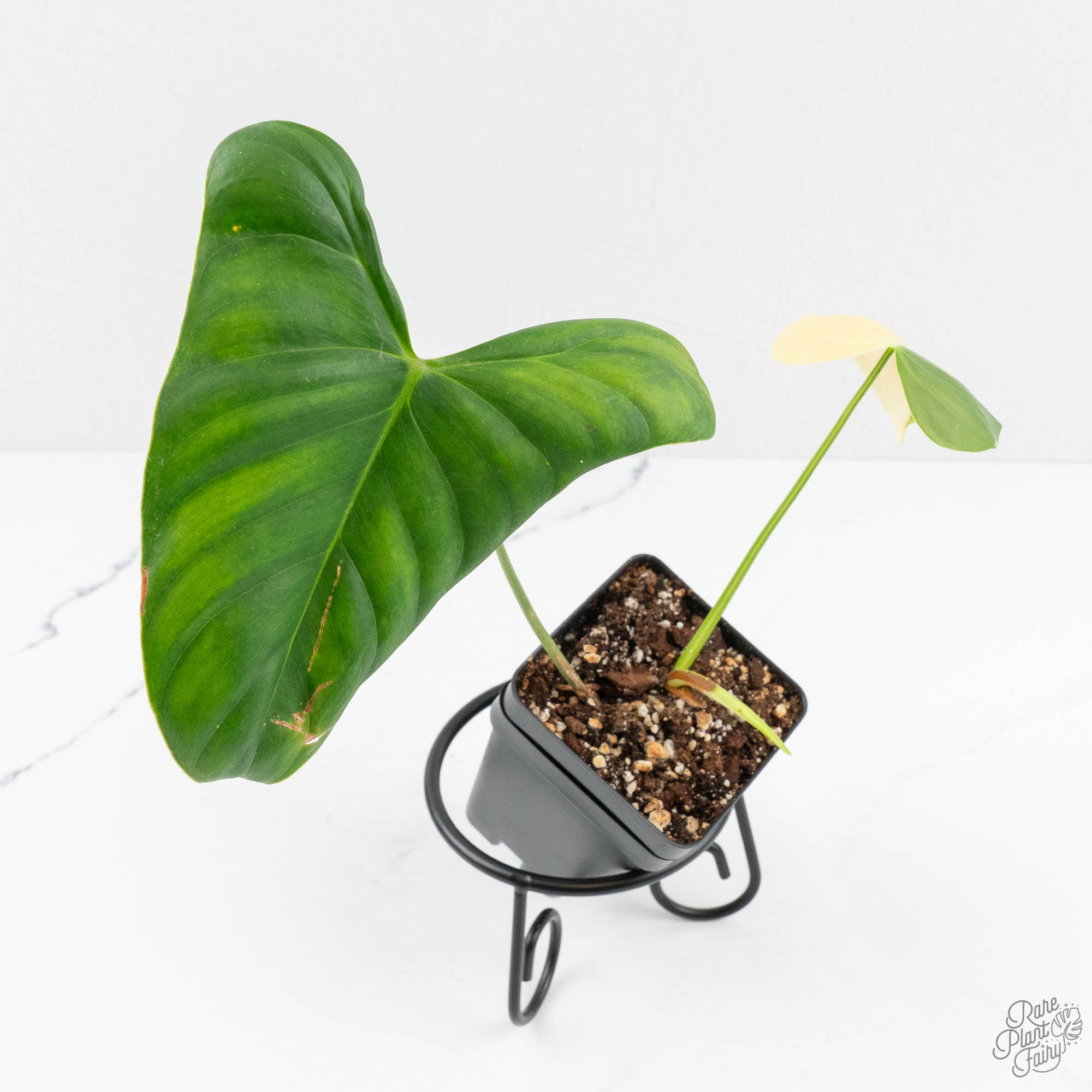 philodendron oxapapense care Philodendron Oxapapense Variegated aka Philodendron sp. Tropicals (w