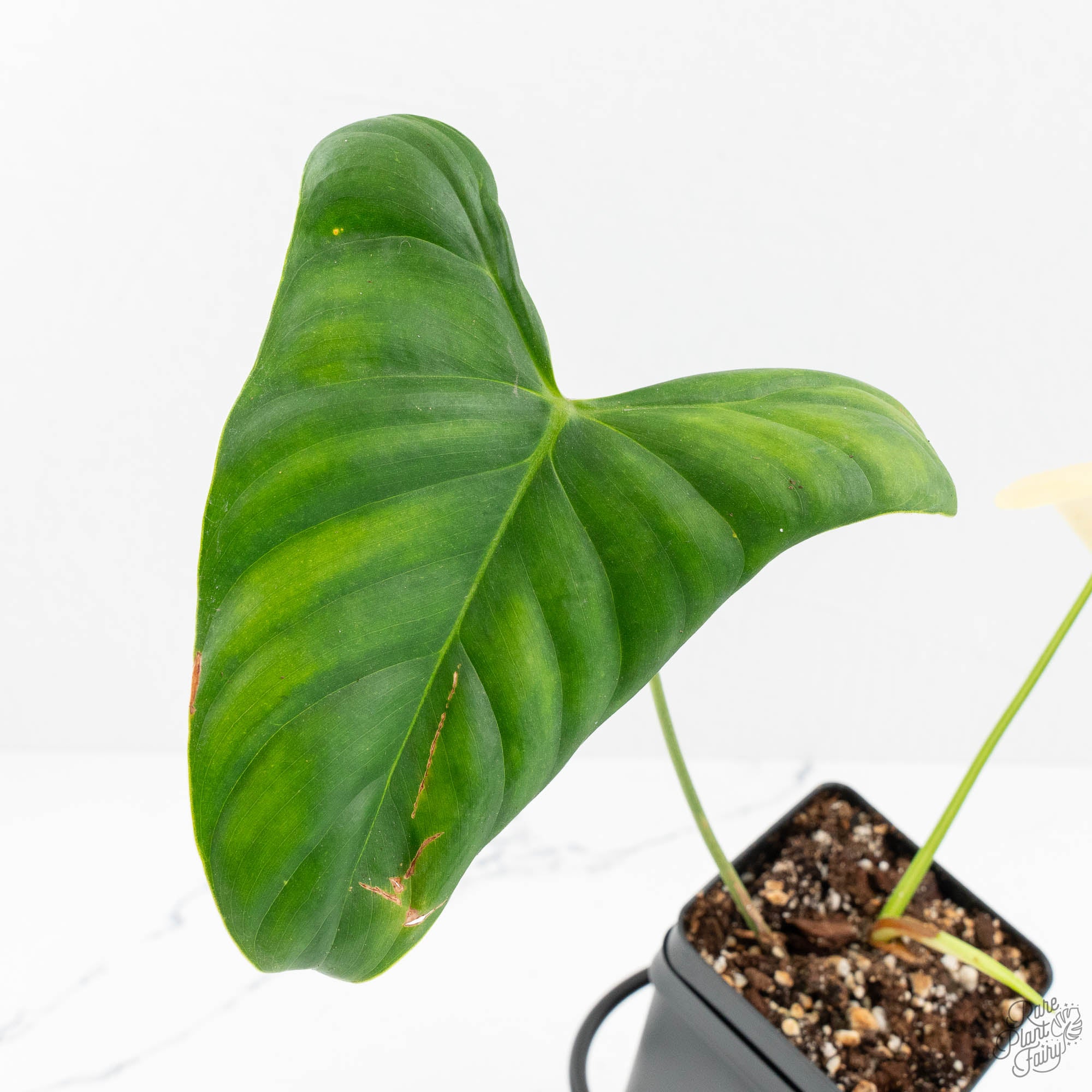 philodendron oxapapense triangular Philodendron Oxapapense Variegated aka Philodendron sp. Tropicals (w