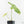 Philodendron Oxapapense Variegated aka 
