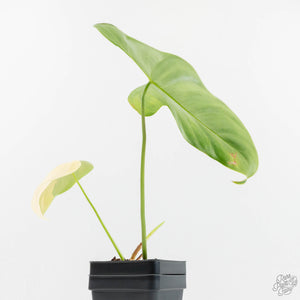 Philodendron Oxapapense Variegated aka "Philodendron sp. Tropicals" (wk18-A)
