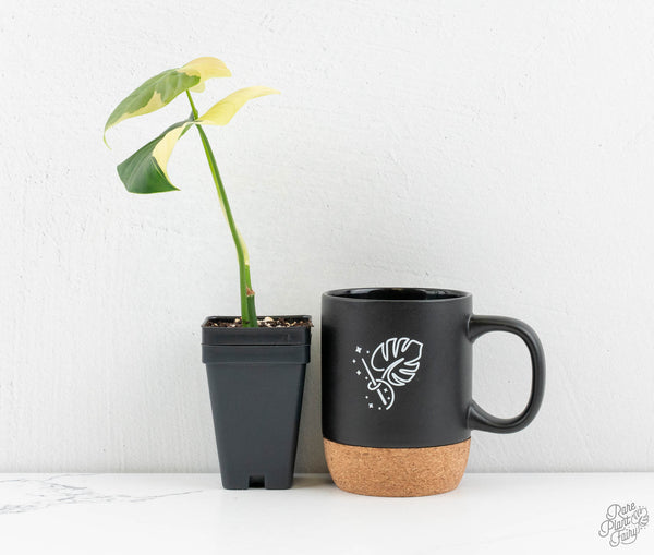 Philodendron Oxapapense Variegated aka "Philodendron sp. Tropicals" (wk11-D)