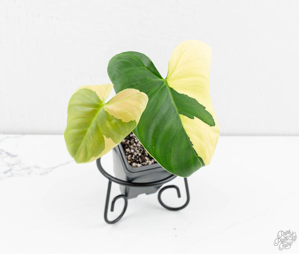 Philodendron Oxapapense Variegated aka "Philodendron sp. Tropicals" (wk11-D)